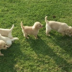 Golden Retriever pups