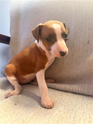 Italian Greyhound puppies