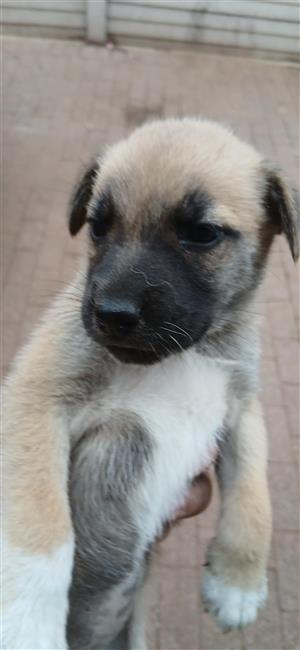Husky cross German shepherd puppies