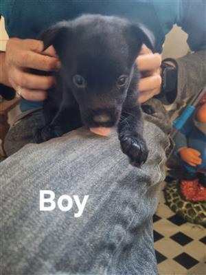 Belgian Malinois X Labrador puppies for sale