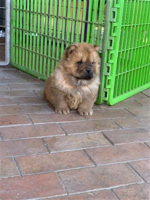 Gorgeous Chow chow puppies available