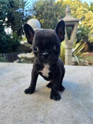 Frenshton puppy