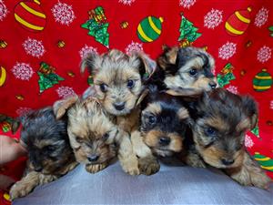 Pure bred Yorkie puppies