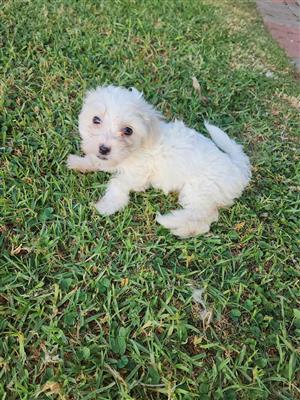 Purebred Maltese Puppies 