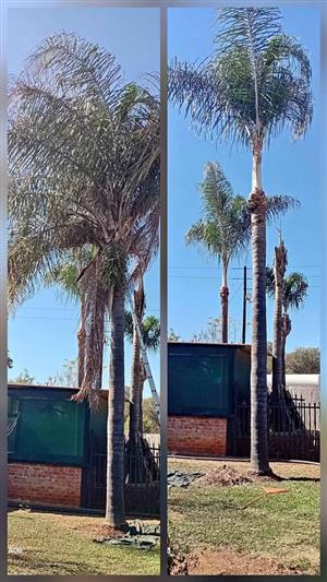 Palm cleaner 