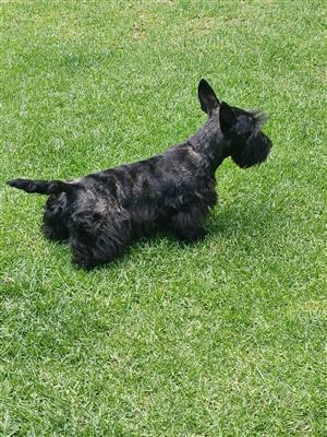 Scottish terrier puppies 
