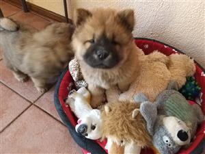 Chow chow puppies