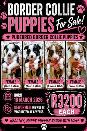 Purebred border collie puppies