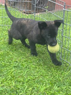 DUTCH SHEPHERD PUPPIES 