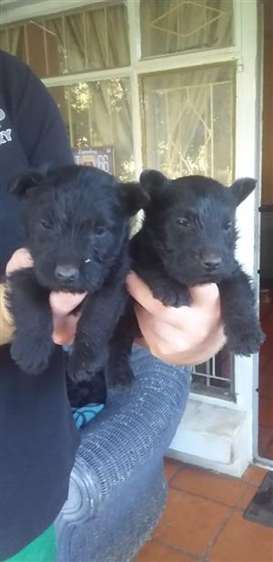 Scottish yorkshire puppies