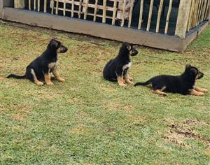German Shepherd puppies 8weeks  old  for sale