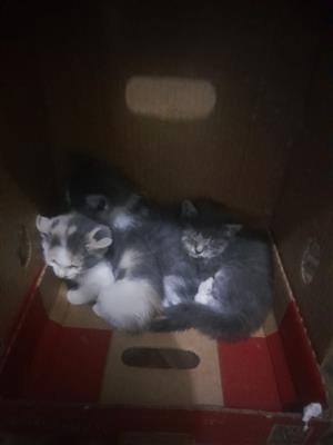 Cute baby kittens for sale 