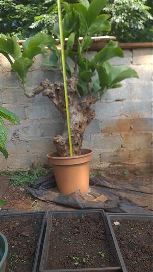 cyphostemma curorri , large plants for sale