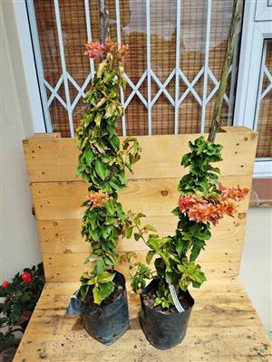 Bougainvillea Golden Doubloon 