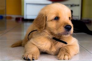 Golden Retriever For Sale In Dogs And Puppies In South Africa Junk Mail