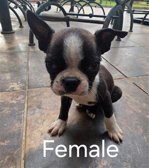 Boston Terrier puppies