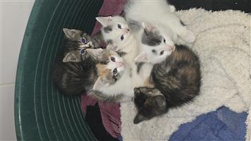Kittens for sale, short haired tabby kittens