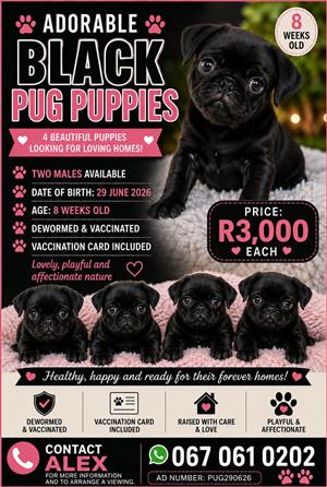 Pugs pug black male puppies