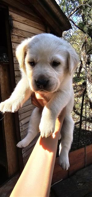Female labrador puppies 