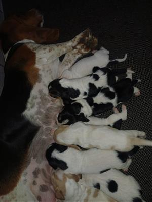 Basset Hound Puppies