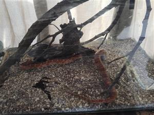 Sunsetkissed Corn Snake