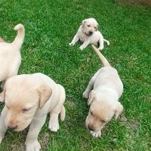 Labrador gekruis Masiff puppies 