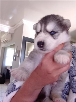 Purebred Woolly Coated Siberian Husky puppies for sale