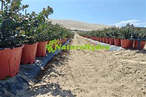 Naturehydro Plastic Berry Grow Pots Wholesale