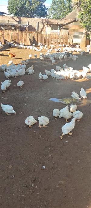 healthy  broilers