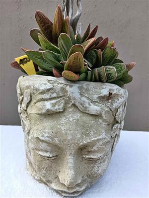 Head pot with a succulent.