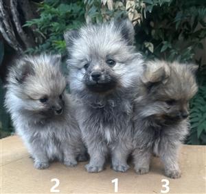 Toypom Pomeranian Puppies for Sale