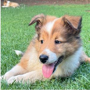 Rough Collie Puppies for sale 