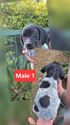German Shorthaired Pointer Puppies for Sale