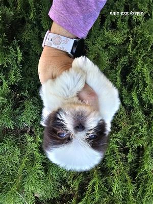 Teacup Shih Tzu Girl 