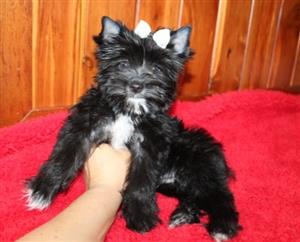outstanding pure breed yorkshire terrier puppies for sale