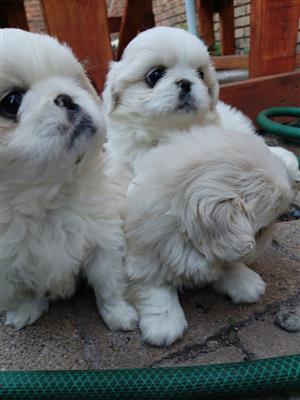 Pekingese puppies 