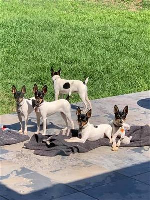 Toy Fox Terriers puppies