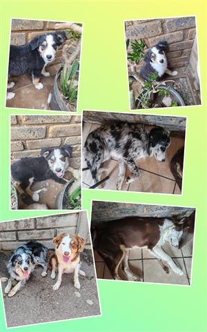 Border collie Merle Puppies