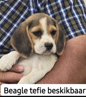 Beagle shops puppies junkmail