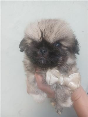 Male Pekingese puppies 