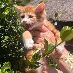 Maine coon x Ragdoll kittens