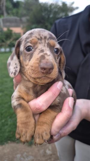 Miniature dachshund puppies for sale! sale