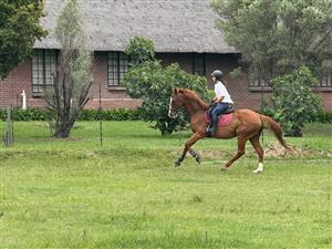Chestnut Thoroughbred Gelding for sale 