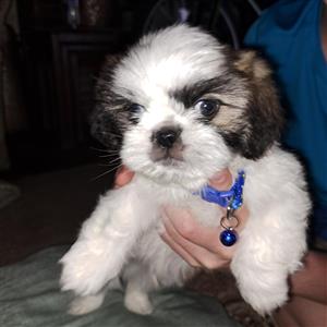Shih Tzu Puppies for sale 