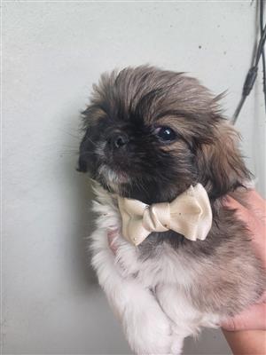 Male Pekingese puppies 