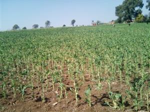 RAW OPEN LAND FOR CROP FARMING ON A PLOT IN NOOITEDACHT / MULDERSDRIFT