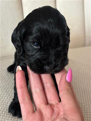 Cocker Spaniel Puppies