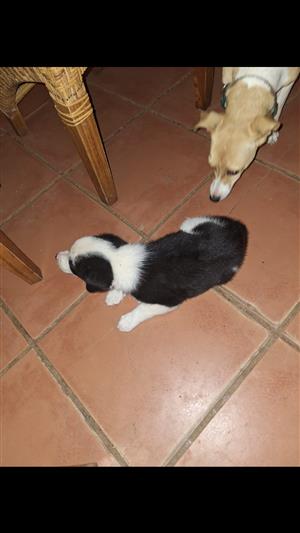Border Collies purebred 