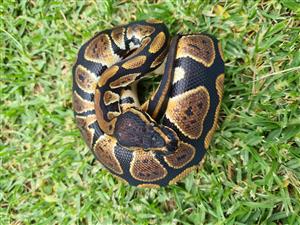 Ball python