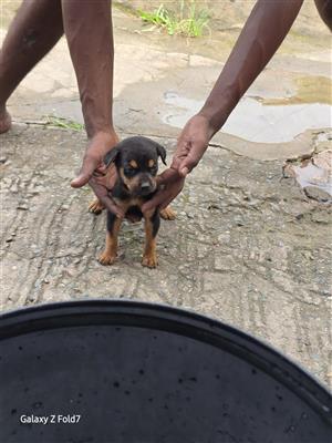 German shepherd x Labrador 